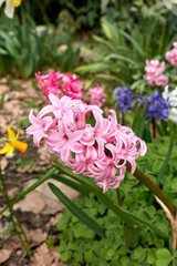 Hyacinthus orientalis