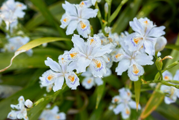 Obraz na płótnie Canvas Iris japonica