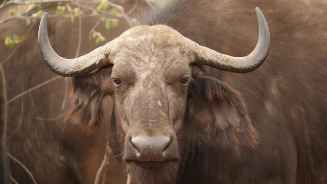 Expressive eyes close up frontal view, Cape Buffalo looking at camera