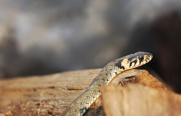 Wild Snakes on a Wooden Background, Forest Life, Closeup Snake Head, Animal Closeup.