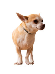 Obraz premium Beautiful chihuahua dog in petshop.