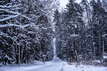 winter morning landscape after night snowfall