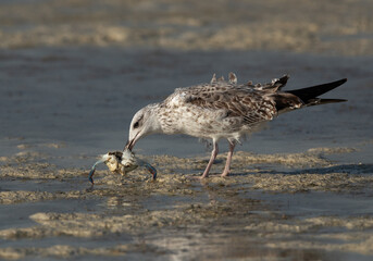 Lesser Black-backed Gull with a crab at Busaiteen coast, Bahrain