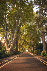 Fototapeta na wymiar Tree lined avenue in the center of Bolsena, Lazio, Italy