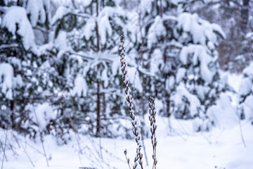 winter morning landscape after night snowfall