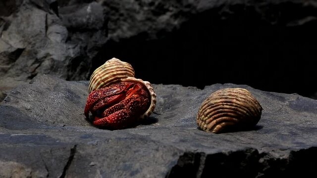 Carribean hermit crab gets out from his shell and just walks away
