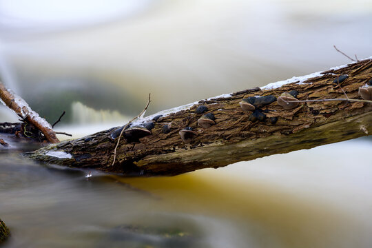 Tree stem covered in ice over fast flowing river water