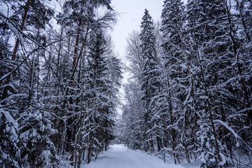 winter morning landscape after night snowfall