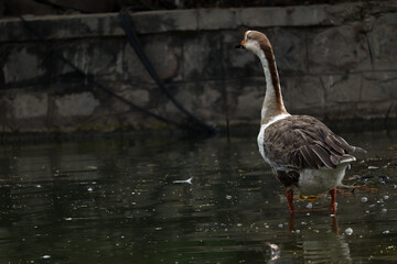goose on the beach, Candid photograph