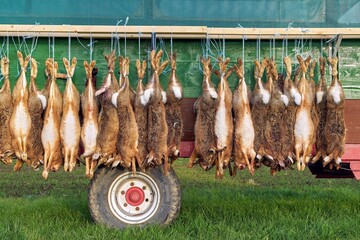 Successful Hare Hunt: European Hares Displayed on Traditional Hunting Rack