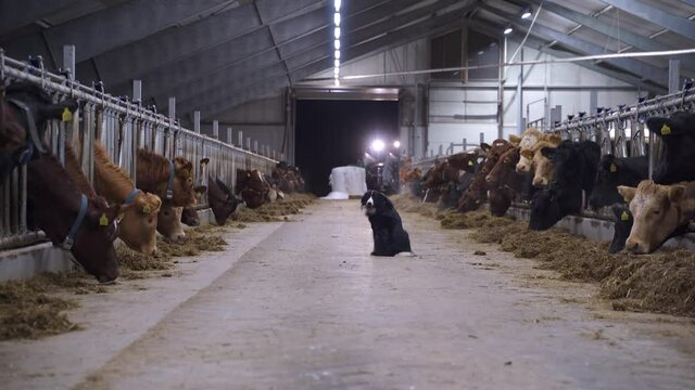 Wide shot of alert border collie dog in feed floor surrounded by many cows eating straw on farm.