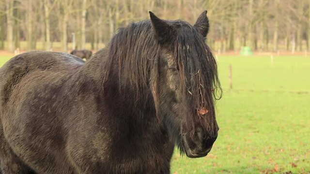 Focus closeup of black Friesian horse looking off to the side in meadow with long almost dreadlock manes zooming out revealing the entire equine