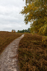 Fototapeta na wymiar Kirchdofer Heide in Niedersachsen, Deutschland im späten Herbst