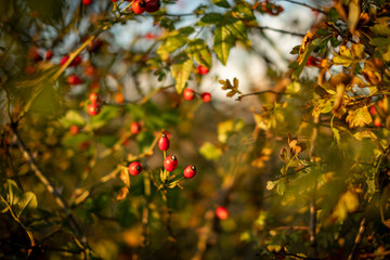 Obraz premium Autumn red rosehips in the countryside of Worcestershire UK