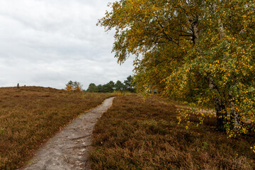 Fototapeta na wymiar Kirchdofer Heide in Niedersachsen, Deutschland im späten Herbst