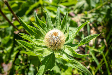 Centaurea nervosa wild flowers in Vanoise national Park, France