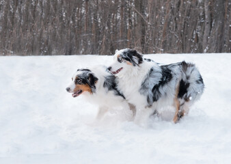 Two merle young Australian shepherd runing, playing together