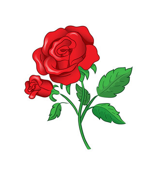 Deep red, ruby rose flower with green leaves vector illustration isolated on white background.