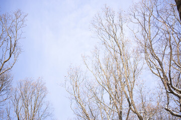 Beautiful trees in a forest in Vienna, Austria