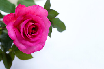 Rose on white background.  Valentine's day concept background