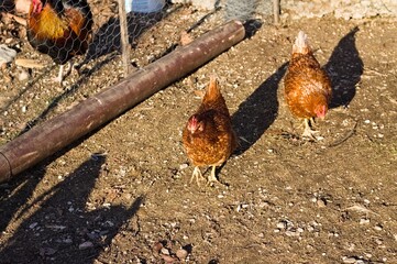Roosters and hens in the yard of a farm (Marche, Italy, Europe)