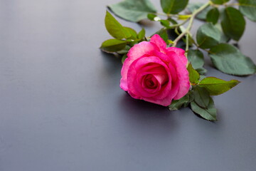 Rose on dark background. Valentine's day concept background.