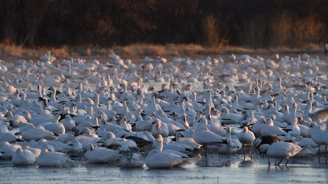Hundreds of white snow geese packed closely together in the early golden light prepare to take off en masse from a wetland in the Bosque del Apache National Wildlife Refuge in New Mexico, USA.