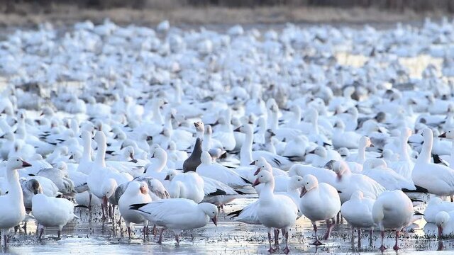A snow goose with shades of gray lands among hundreds of pure white snow geese as camera slowly pans from left to right across a wetland in the Bosque del Apache National Wildlife Refuge in New Mexico