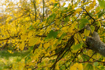 Fototapeta premium Golden Autumn leaves in the countryside of Worcestershire UK