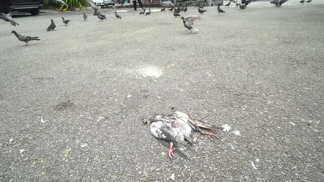 Dead dove lied on the asphalt road