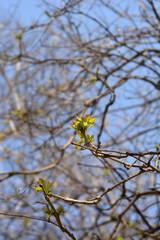 Common catalpa