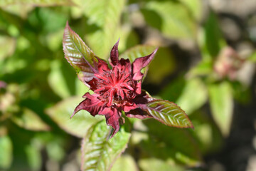 Bee balm Cambridge Scarlet