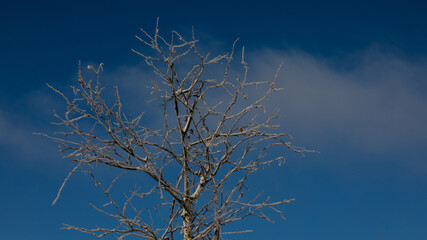 Baumwipfel im blauen Himmel