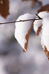 A macro shot of a plant in winter in Austria