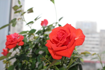 red rose indoor flower