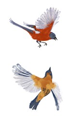Two beautiful colorful birds are flying.  Watercolor illustration .
