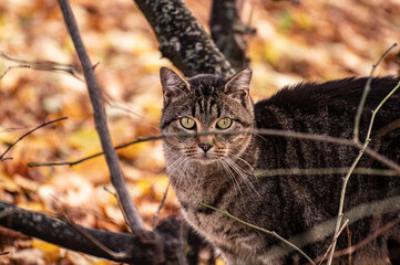 Naklejka premium A gray cat sits in the bushes and looks at the camera. Cat in the autumn park.