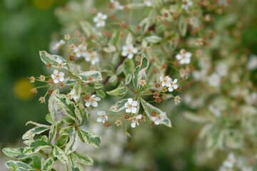 Variegated firethorn Harlequin