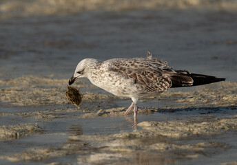 Lesser Black-backed Gull with a crab at Busaiteen coast, Bahrain