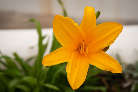 Closeup of an Amur daylily in a garden under the sunlight with a