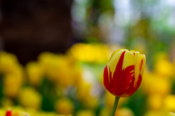 Image of Red and yellow tulips with blurry yellow background printed on Printed Glass Splashbacks