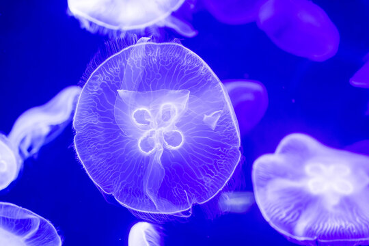 Blurry Colorful Jellyfishes floating on waters. Blue Moon jellyf