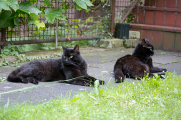 Schwarze Katze im Garten