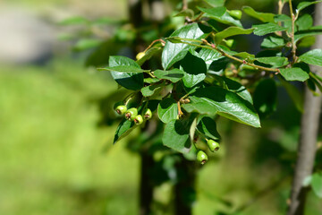 Peking cotoneaster
