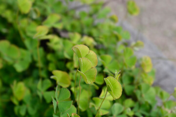 Four leaf pepperwort