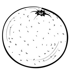 sketch of orange or tangerine, coloring book, isolated object on white background, vector illustration,