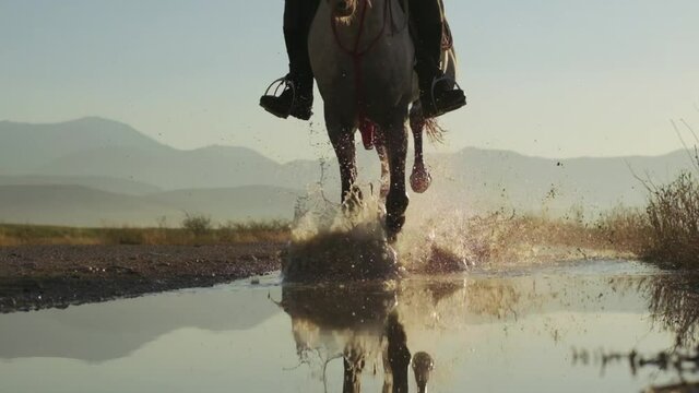 White horse running majestically through the puddle, making splashes in slow motion.4K.