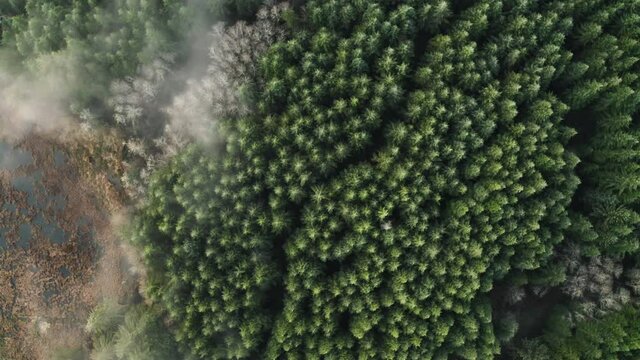 Bird's-eye View Of Douglas Fir and Alder Trees, Fog and Lake In Oregon - aerial drone shot