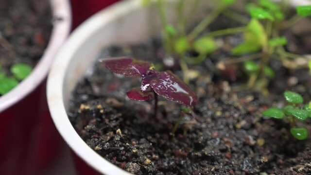 Spraying Young Red Shiso With Water - Closeup Shot