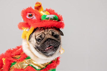 Happy dog pug breed in Chinese New Year Lion dance costume for Happy and lucky year